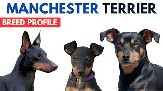 Manchester Terrier Breed Profile History  Price  Traits Manchester Terrier Grooming Needs Lifespan [upl. by Tihor]