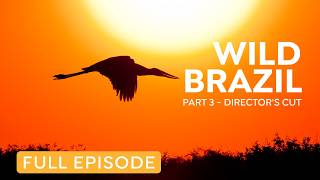 Brazils Pantanal Wildlife of the Tropical Wetlands  Nature Documentary [upl. by Maidel]