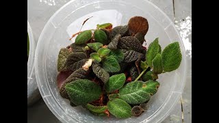 Easy Method to Grow amp Propagate Episcia  Tutorial [upl. by Gertruda991]