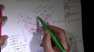 Fascial Spaces and Spread of Dental Infection [upl. by Benito]