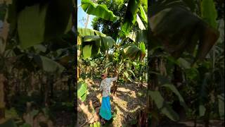 Funny banana part 34 shorts viral banana satisfying farming shortvedios bananacutting [upl. by Leirua]