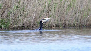 Cormorant eating a very big fish [upl. by Chladek]