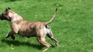 Presa Canario Attacks  Bearclaw Kennels [upl. by Enier]