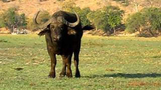 Angry buffalo  Chobe National Park Botswana August 2008 [upl. by Anirehs473]