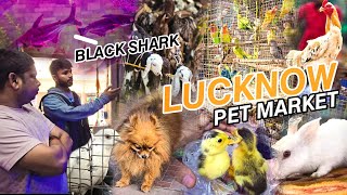 Lucknow Pet Market Tour  Yaha Par To Sab Kuch Milta Hai 😱 [upl. by Jae]