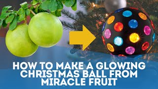 How to Make a Glowing Christmas Ball from Miracle Calabash Fruit [upl. by Tine]