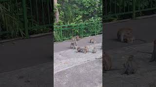 Group of Monkey Busy Playing shortvideo nature wildlife Monkey Singapore park [upl. by Feetal632]