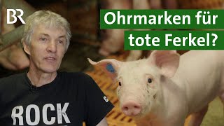 Mehr Tierschutz oder bloß mehr Bürokratie Tote Ferkel registrieren  Unser Land  BR [upl. by Adnoyek]