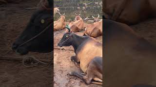 മഞ്ചേരി ചോലക്കൽ ചന്തയിലെ കന്നുകാലികൾ cow beefs bull beefcattle [upl. by Beauregard]