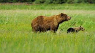 Connectivity is Key to Protect the North American Grizzly [upl. by Amat]