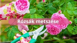 Rózsák metszése [upl. by Aicilra130]