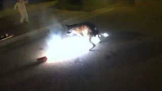 Stupid dog eating fireworks [upl. by Trainer632]