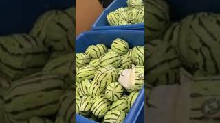 Meth worth more than 5 million dollars found disguised as watermelons at California border [upl. by Landmeier]