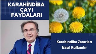 KARAHİNDİBA FAYDALARI  Karahindiba çayı Faydaları  Karahindiba Zararları [upl. by Curley698]