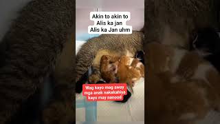 I love ❤️ our kitten 😸 ♥️ viral funny helponeanother memes helpingoneanother [upl. by Boccaj]