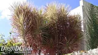 Dracaena marginata  Rededged Dracaena Nolinoideae dragon tree [upl. by Cook]