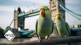 How These Exotic Parrots Ended Up in London  Wild To Know [upl. by Akierdna271]