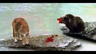 mountain lion attacksmountain lion vs Grizzly bearanimal fght [upl. by Bedell]