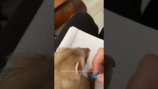 Une journée normale en fait avec des furets 😂🫶🏻 furet furets ferret ferrets funny funnypets [upl. by Llenet]