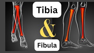 Shank Bones Explained  Tibia and Fibula Revision [upl. by Nakasuji958]