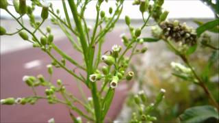 Canadian Horseweed Conyza Canadensis  20120821 [upl. by Akcirahs]