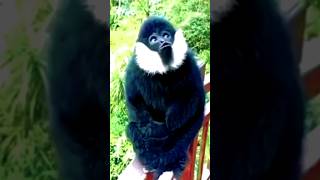 Roloway Monkey warning calls shorts short shortsfeed facts viral trending monkey shortsvideo [upl. by Mihalco775]