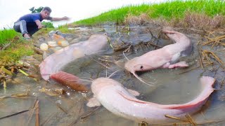 wow thats awesome Fishing  fisherman catch many fish after harvest rice [upl. by Artaed]