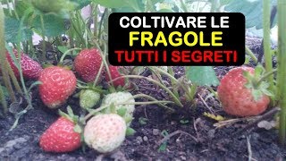 COLTIVARE LE FRAGOLE [upl. by Henrietta]