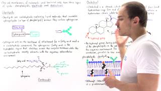 Glycolipids and Cholesterol [upl. by Meggie]