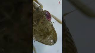 Exploring Euscelidius variegates Leafhopper Under a Microscope [upl. by Zucker]