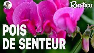 Semer des pois de senteur au chaud [upl. by Salem121]