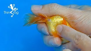 Goldfish Hand Breeding Step by Step [upl. by Oirram430]