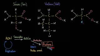 Introduction aux acides aminés [upl. by Nallad]