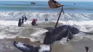 Rescuers Help Beached Humpback Whale Go Back to Sea [upl. by Tarrsus790]