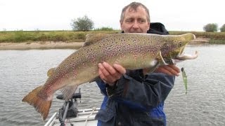 Lachs beim Zanderangeln auf der Elbe vom Boot [upl. by Lamaj]