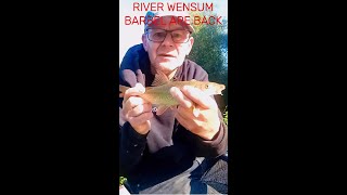 RIVER WENSUM BARBEL ARE BACK fishingbarbell fish [upl. by Ledah212]