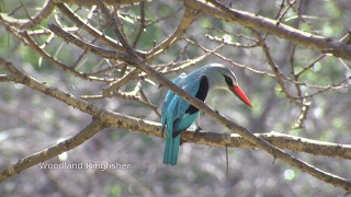 Birds of northern South Africa part 2 [upl. by Annawot]