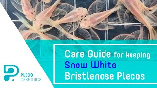 Care Guide for keeping Snow White Bristlenose Plecos [upl. by Yaeger]