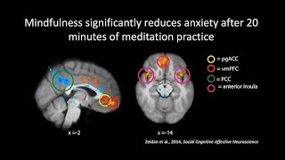 The Neuroscience of Meditation Mindfulness and Compassion [upl. by Enelav]