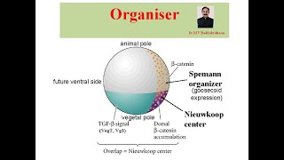 Organiser in Developmental Biology [upl. by Herwick]