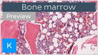 Bone marrow location and labeled histology preview  Kenhub [upl. by Kirby318]