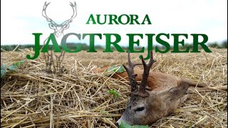 Roebuck hunting in Poland best moments of 2016 with Aurora Jagtrejser [upl. by Anat]