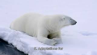 20 Fascinating Polar Bear Facts Hunting Survival and Arctic Life [upl. by Benedikta]