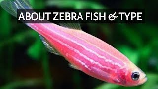 About Zebra Fish amp Type In Tamil  SK Aqua  SK Aquatic [upl. by Richmound]