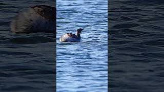 distant footage of a black necked grebe seen at longham lakes in Dorset shorts birds wildlife [upl. by Marni]