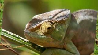 MADAGASCAR  Reptiles et batraciens wmv [upl. by Evelin]