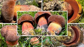 Hexenröhrlinge sammeln  Flockenstieliger Hexenröhrling Schusterpilz Neoboletus erythropus [upl. by Alvin950]