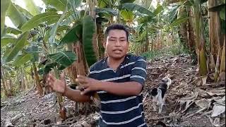 INDIGENAS DE CAUCA HACEN TRUEQUE CON GOB PETRO REPRESIÓN CONTRA CORTE A CAMBIO DE IMPUNIDAD [upl. by Edbert]