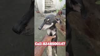 Kanni Pappy Chippiparai Puppy Sales Coimbatore pattanamdogsaleskannipuppiesdogsalesdogshorts [upl. by Lovel]