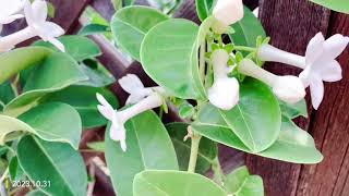 Madagascar Jasmine stephanotis produces large inedible mangoshaped fruits 20231031 [upl. by Zeiger]